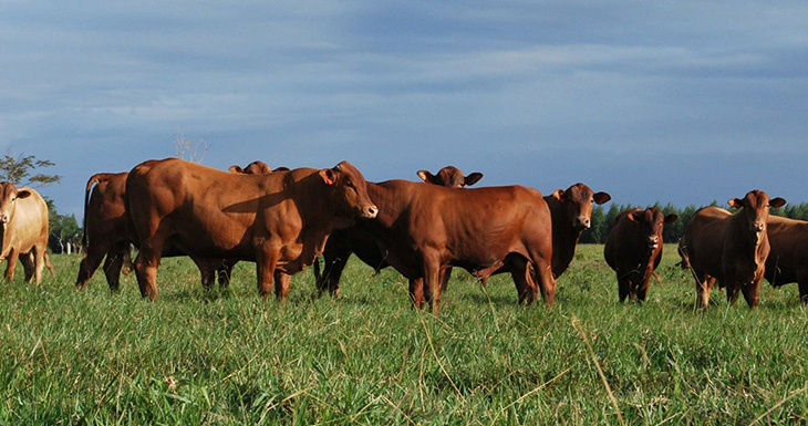 principales-razas-bovinas-productoras-de-carne-de-argentina