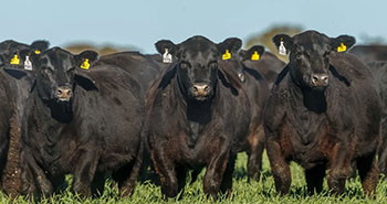Del bife a la genómica: un camino que comenzó con la mestización, luego la alfalfa y ahora es tiempo de la génetica Del bife a la genómica: un camino que comenzó con la mestización, luego la alfalfa y ahora es tiempo de la génetica