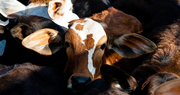 Jornada Braford en Acción para mostrar todo el potencial de la raza en Expoagro 2022 Jornada Braford en Acción para mostrar todo el potencial de la raza en Expoagro 2022