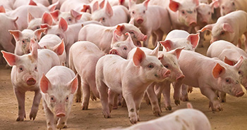 Las 5 mejores razas de cerdos en argentina para la producción Las 5 mejores razas de cerdos en argentina para la producción